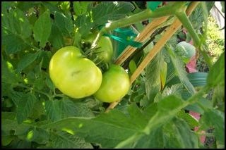 [Tomatoes[2].jpg]