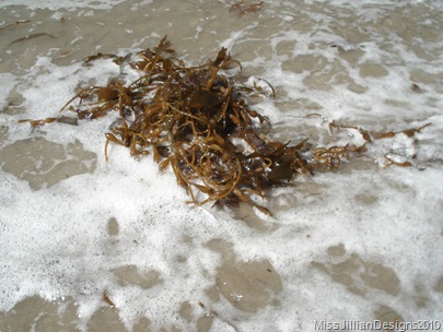 seaweed that came in with the tide