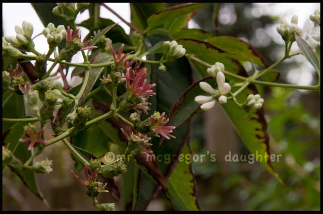 The Truth About Heptacodium miconiodes