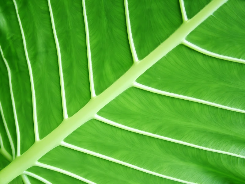 green leaf plant wallpapers
