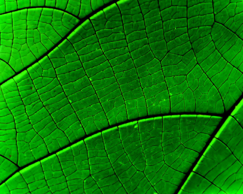 green leaf plant wallpapers