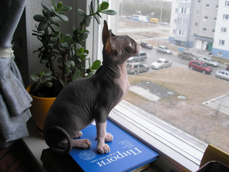 И снега нет, и кот уж подрос... 