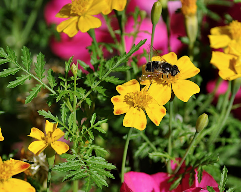 hoverfly in bright yellow and pink flowers