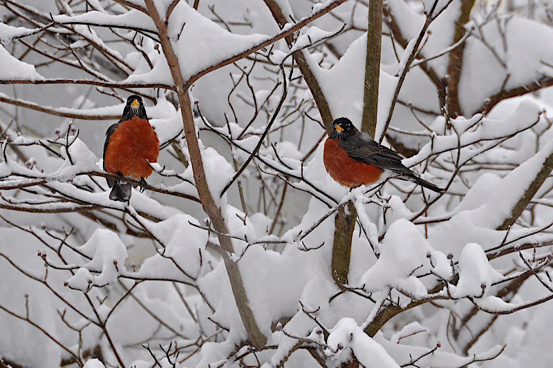 pair of robins in dogwood in snow