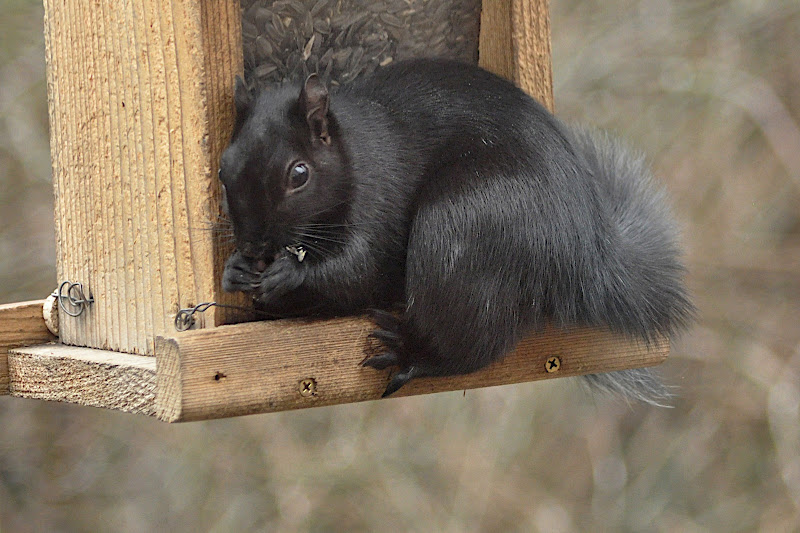 black squirrel at bird feeder