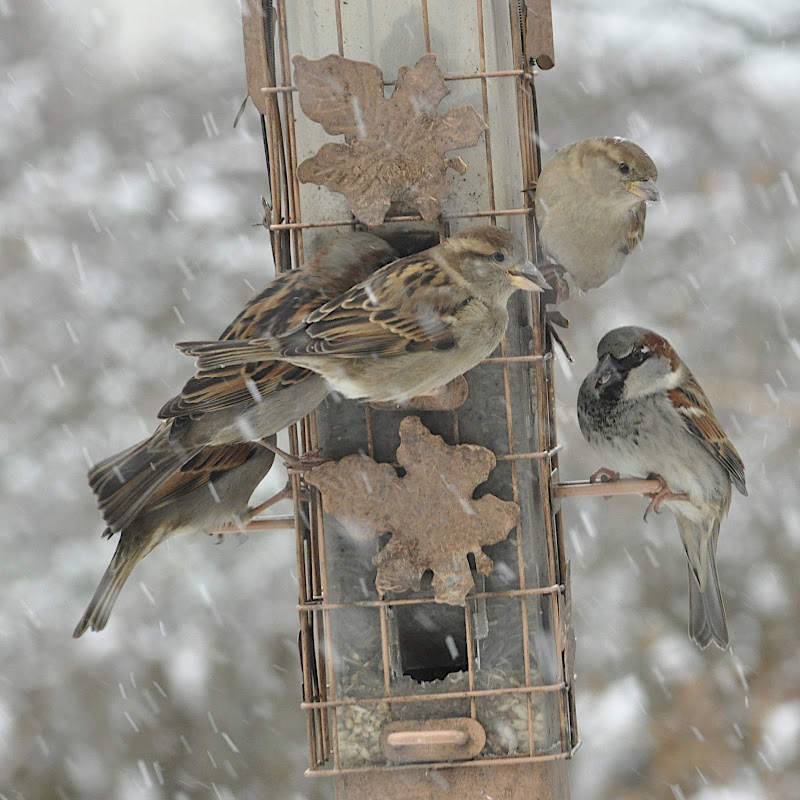 five sparrows at the feeder on a snowy day