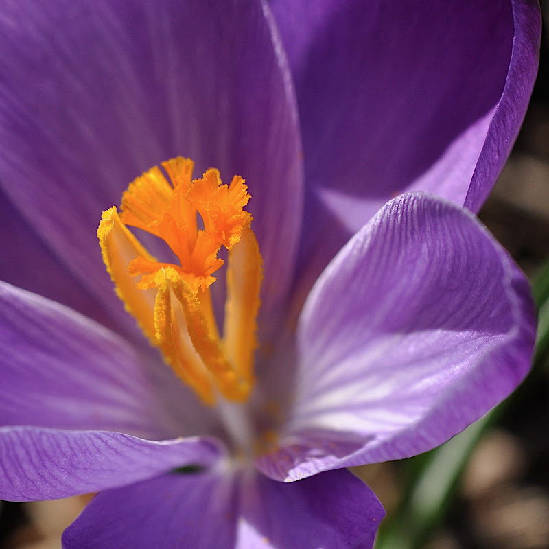 purple Crocus blossom