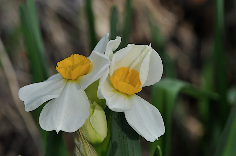 unfolding narcissus blossoms