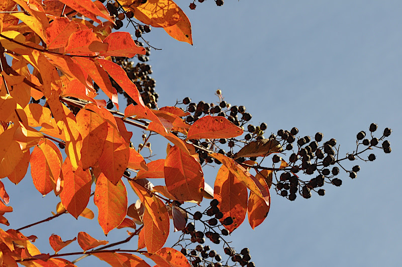 crepe myrtle fall foliage