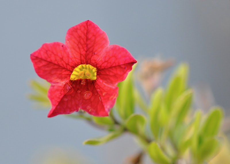 tiny red-orange flower blossom