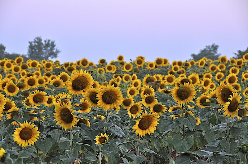 early morning light on a field of sunflowers