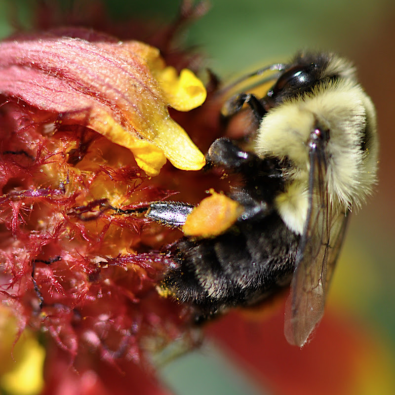 bumblebee in blanket flower