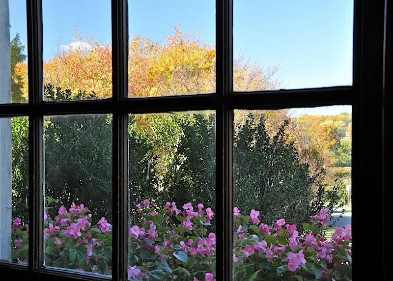 fall colors through a window