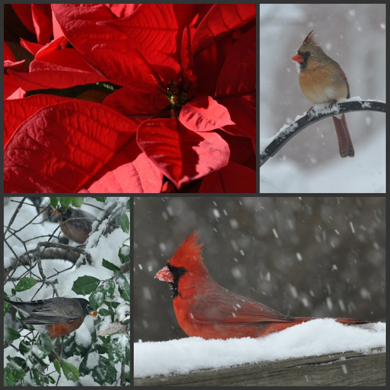 collage of (clockwise from top left) Poinsettia, female cardinal, male cardinal, robins in Holly tree (all birds in snow storm)