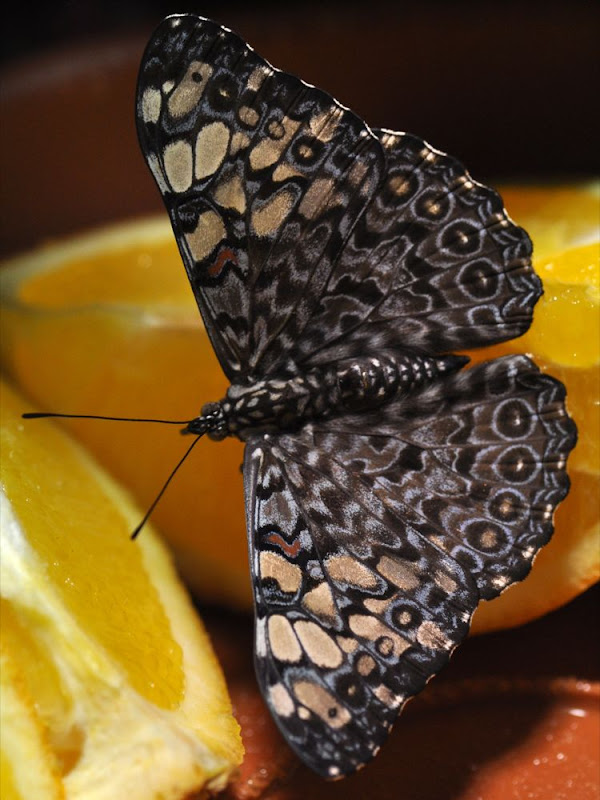 Variable Cracker butterfly dining on orange segments