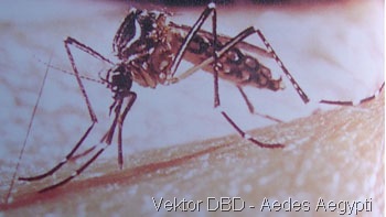 [Aedes_Aegypti215.jpg]