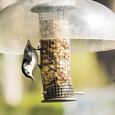 [Birdhouse 2[3].jpg]