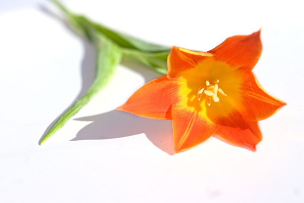 Fancys-tulip