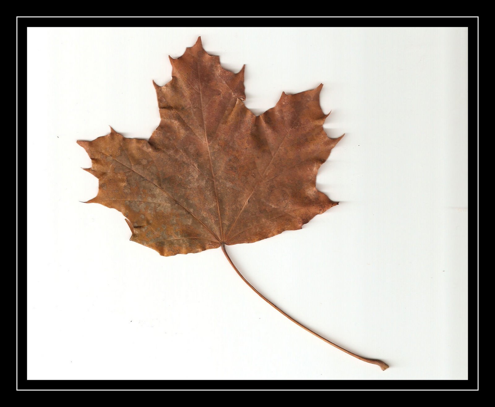[fall maple leaf scanned[3].jpg]