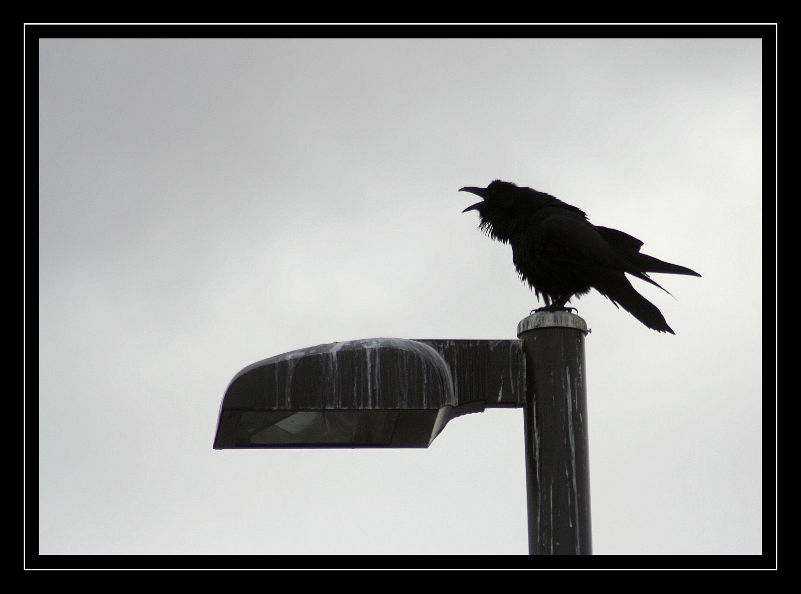 [Grumpy raven[2].jpg]