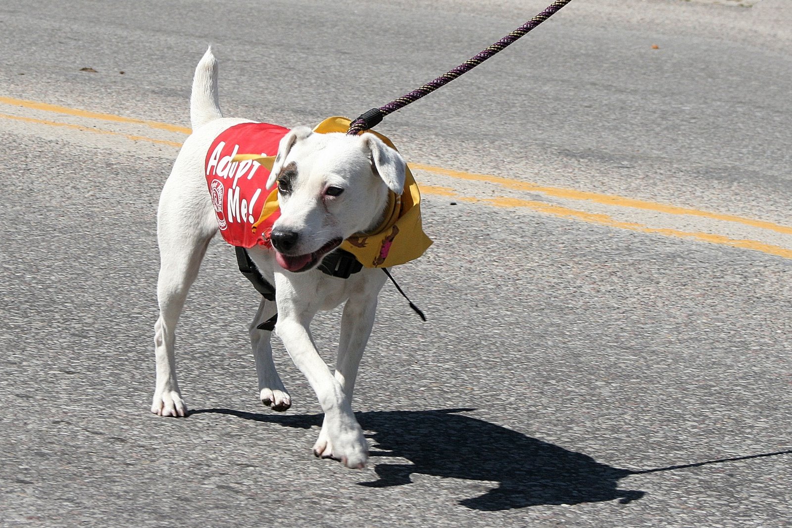 [WHD Parade 2009 funny dog[3].jpg]