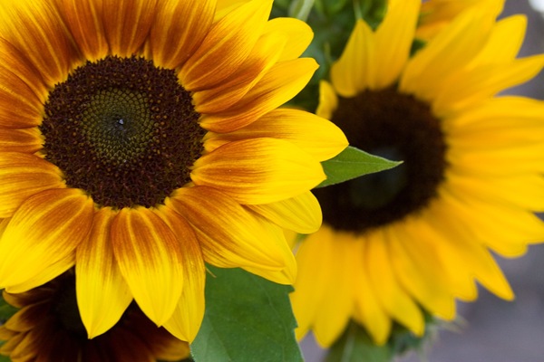 Walker-sunflowers