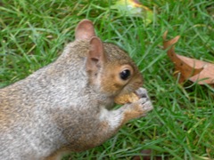 squirrel11