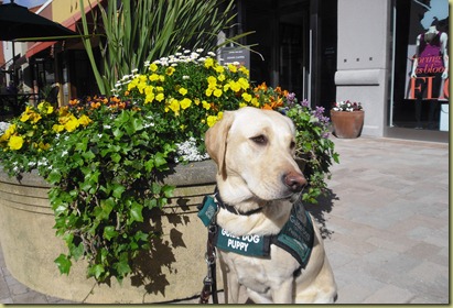 Reyna sitting by a beautiful planter full of colorful flowers.  Yes, these are the ones she just had to sniff!