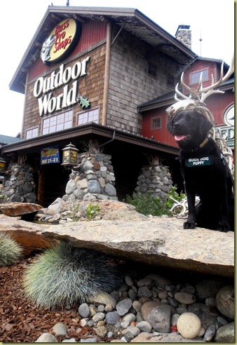 Another photo of Sheba sitting outside the Bass Pro Shop on a rock.