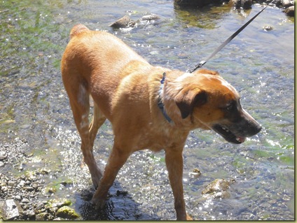 Pete playing in the water!