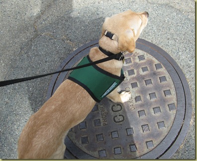 Vienna as she stands on the metal manhole cover.