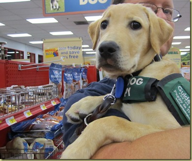 Vienna in my husband's arms at Petco.
