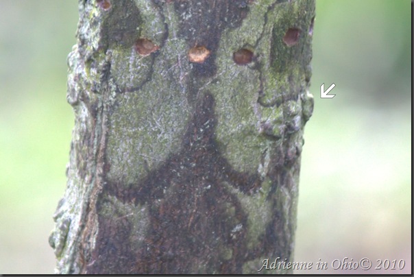 scars on tree trunk indicate previous years damage