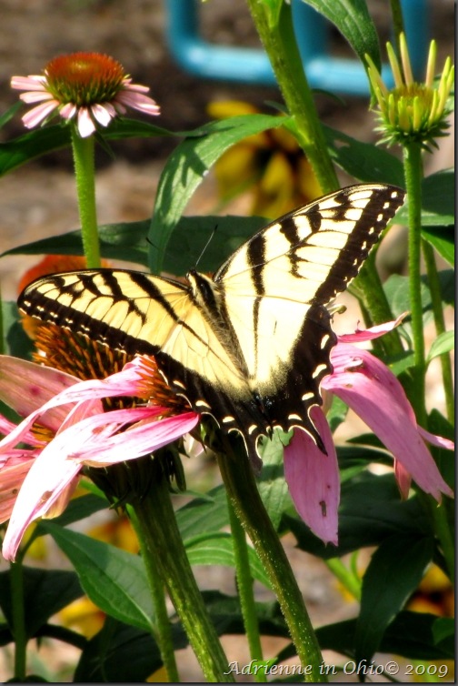 Tiger Swallowtail photo by Adrienne in Ohio