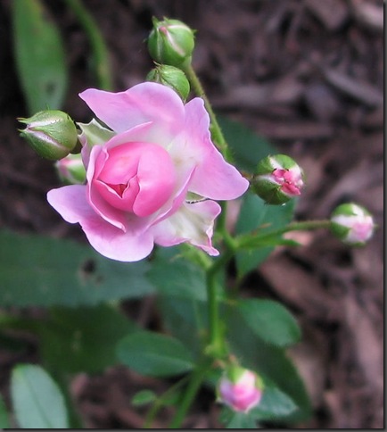 pink rosebud photo by Adrienne in Ohio