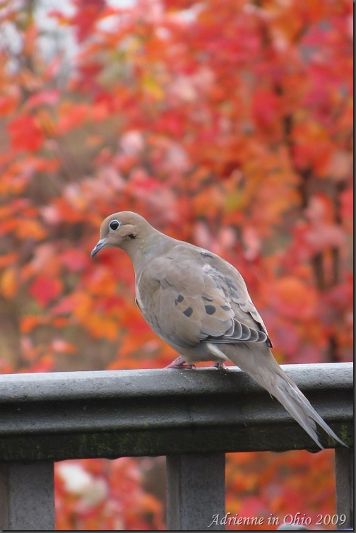 mourning dove red maple photo by Adrienne Zwart