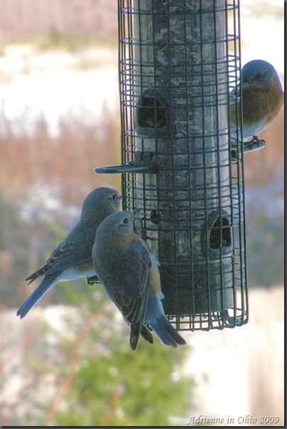 bluebirds on feeder photo by Adrienne Zwart