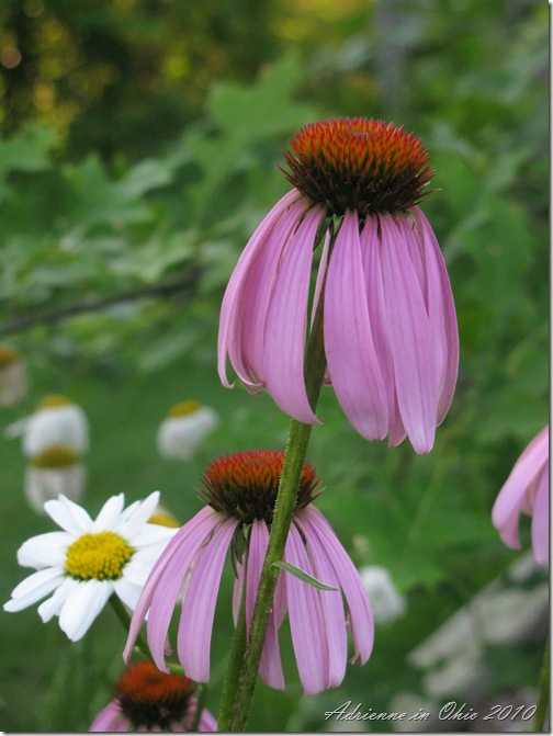 echinacea photo by Adrienne in OHio
