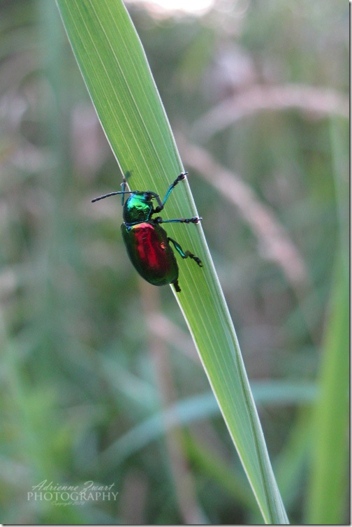 red and green beetle photo by Adrienne Zwart