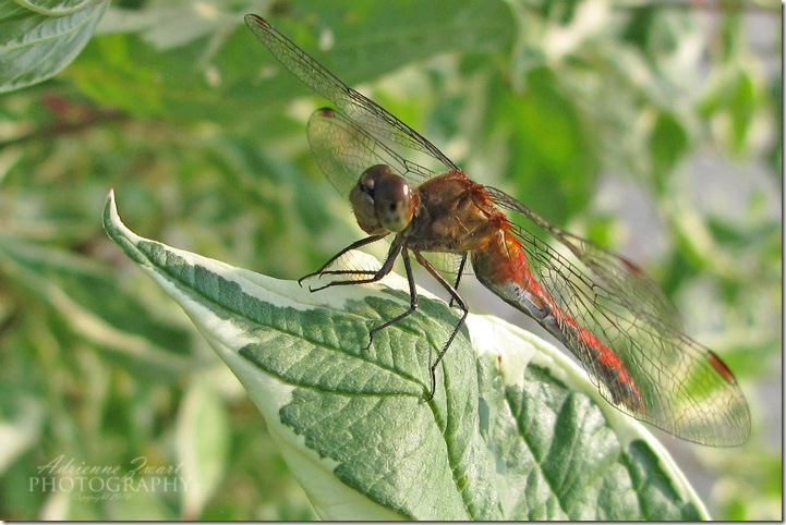red dragonfly photo by Adrienne Zwart