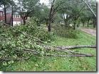 downed limbs