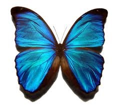 [butterfly blue[8].jpg]
