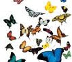 butterflies bunch