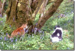 cats in woods 2