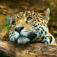 Leopardo pensando.bmp