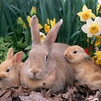 Conejos.jpg