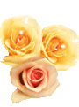 flores09.png