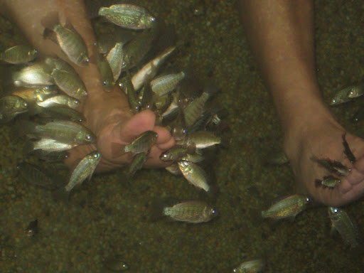View topic FISH as SERVICE ANIMALS??? LOOK at this