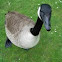 Canada goose. Barnacla canadiense