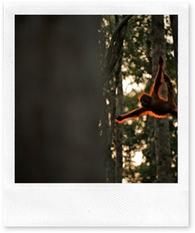A young orangutan swings from tree to tree in Tanjung Puting National Park in Indonesian Borneo. (Photo and caption by Sean Crane)
